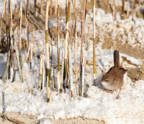 Cetti's Warbler, Cettia cetti photo