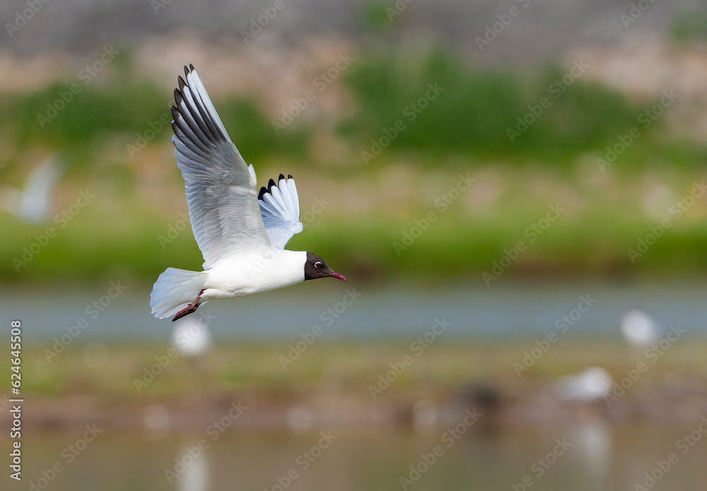 Common Black-headed Gull, Chroicocephalus ridibundus Common Black-headed Gull, Chroicocephalus ridibundus