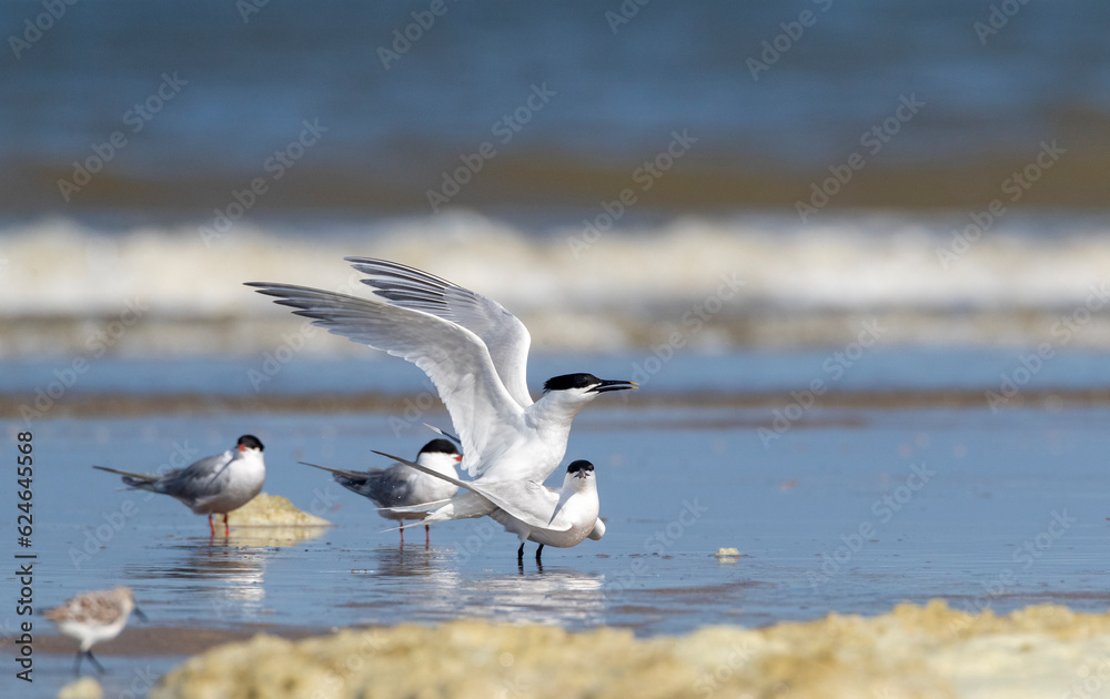 Sandwich Tern, Thalasseus sandvicensis Sandwich Tern, Thalasseus sandvicensis