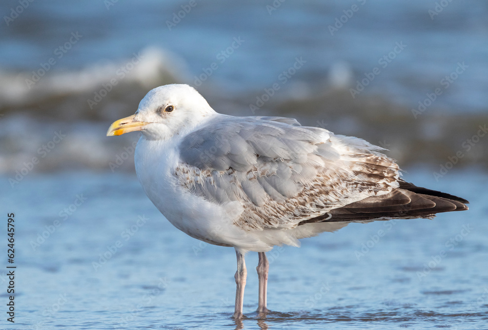 European Herring Gull, Larus argentatus European Herring Gull, Larus argentatus