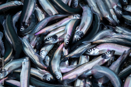 Fish rolling in the waves photo