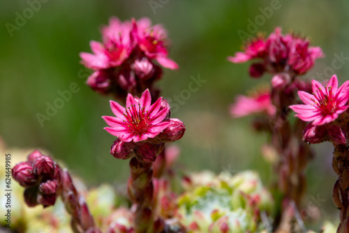 flower named Joubarbe montanum ou Sempervivum dans les alpes sur les hauteurs de Val d Isere. 