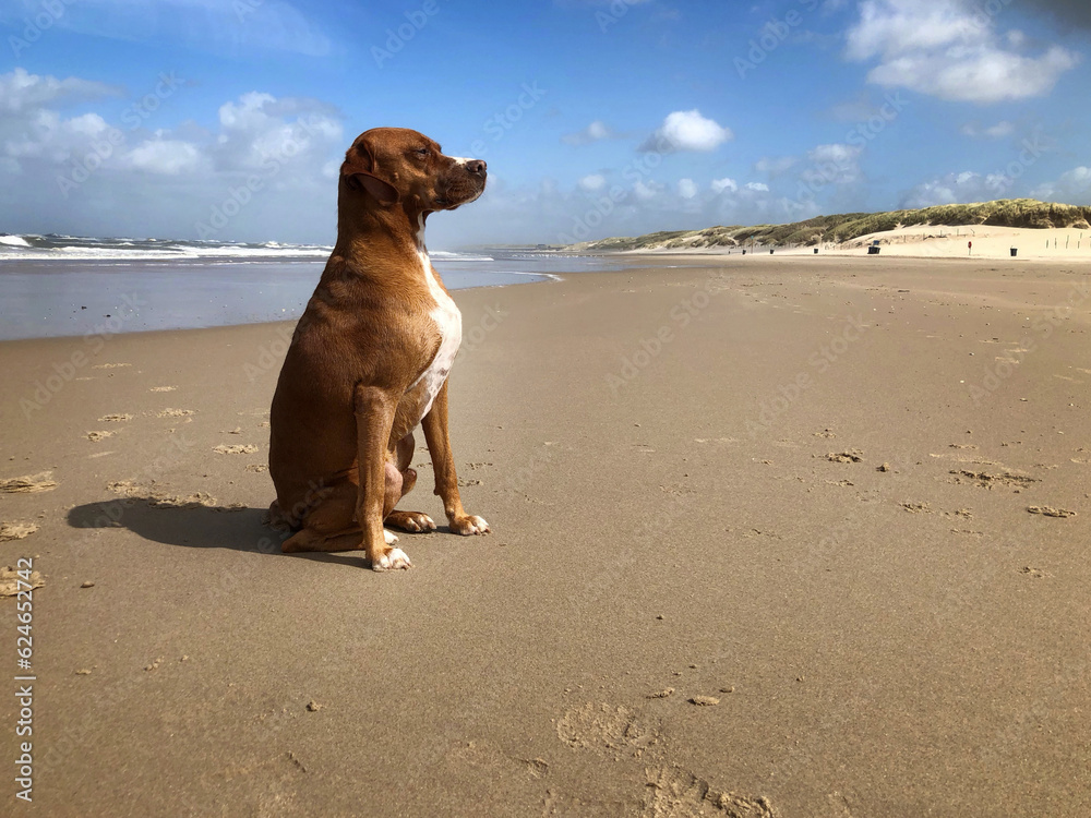Sitting dog at the beach. Julianadorp. Northsea. Netherlands. 
