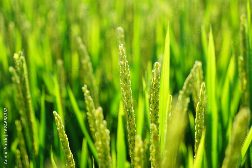 Mature rice in rice field, The rice fields are under the blue sky. Mature rice in rice field, The rice fields are under the blue sky.