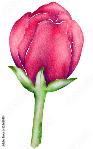 Red Flower Watercolor illustration