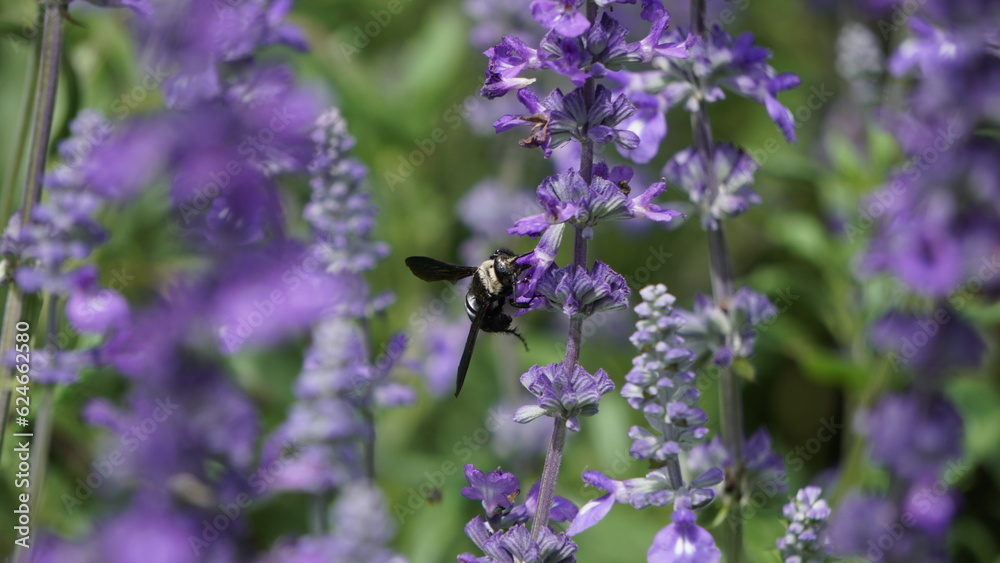 The sound of the bumblebee's gentle buzzing fills the air, adding a soothing melody to the peaceful surroundings. The sound of the bumblebee's gentle buzzing fills the air, adding a soothing melody to the peaceful surroundings.