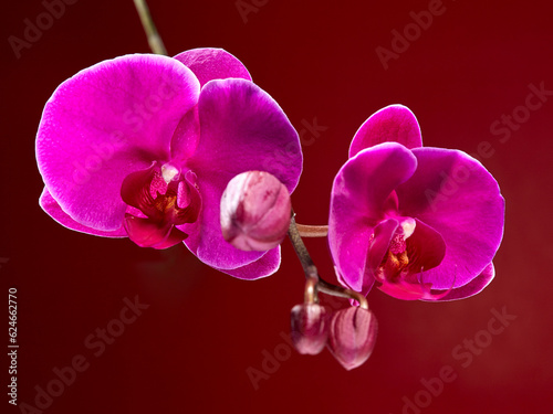 Two beautiful blooming flowers of the phanelopsis orchid are purple in color with still unopened buds  on a beautiful bordeaux background. Horizontal arrangement.