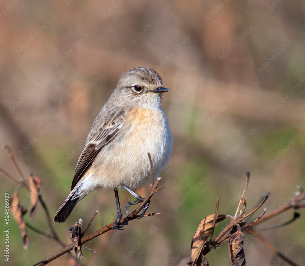 Siberian Stonechat, Saxicola maurus indicus Siberian Stonechat, Saxicola maurus indicus