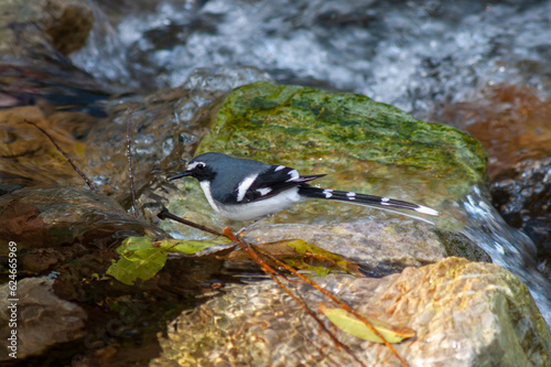 Slaty-backed Forktail, Enicurus schistaceus photo