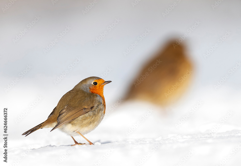 European Robin, Erithacus rubecula European Robin, Erithacus rubecula