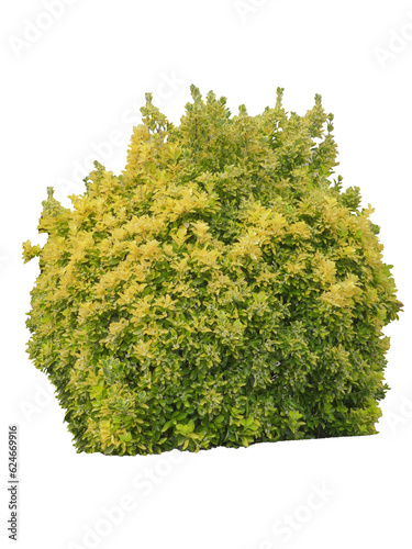 Fusain de fortune (Euonymus fortunei 'Emerald Gold')