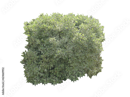 Cornouiller blanc (Cornus alba) PNG