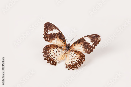 Photography Brown metalmark butterfly isolated on white background