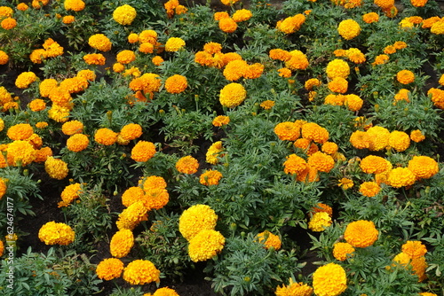 Multitude of orange flowers of Tagetes erecta in July photo