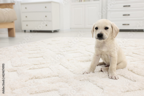 Cute little puppy on white carpet at home. Space for text