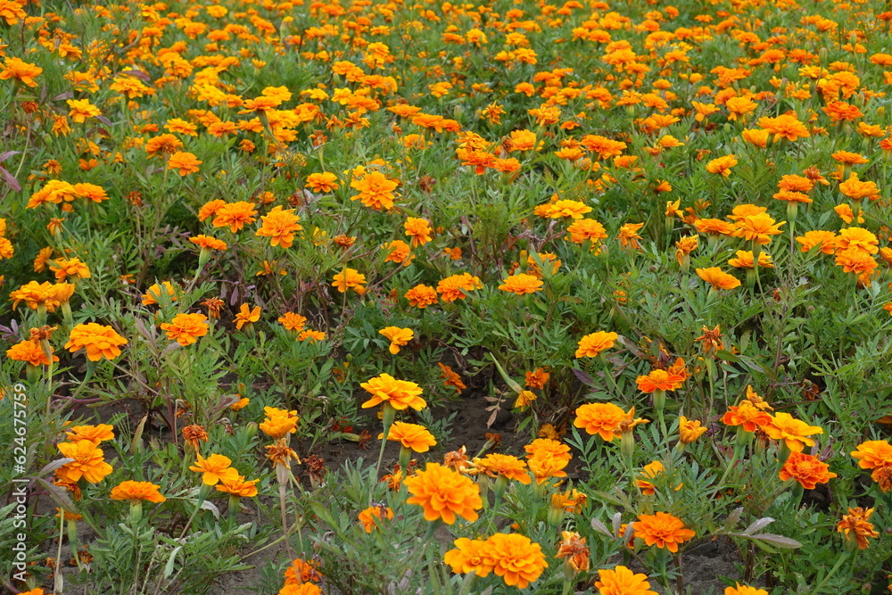 Mass of orange flowers of Tagetes patula in mid July