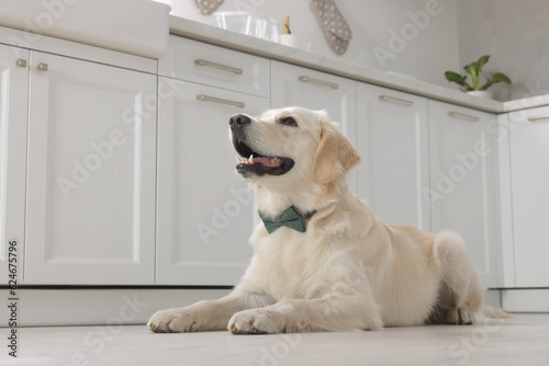 Cute Labrador Retriever with stylish bow tie indoors