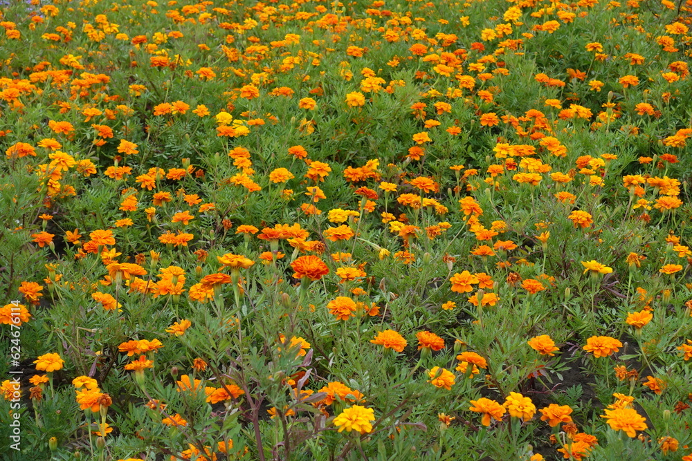 Multitude of orange flowers of Tagetes patula in mid July