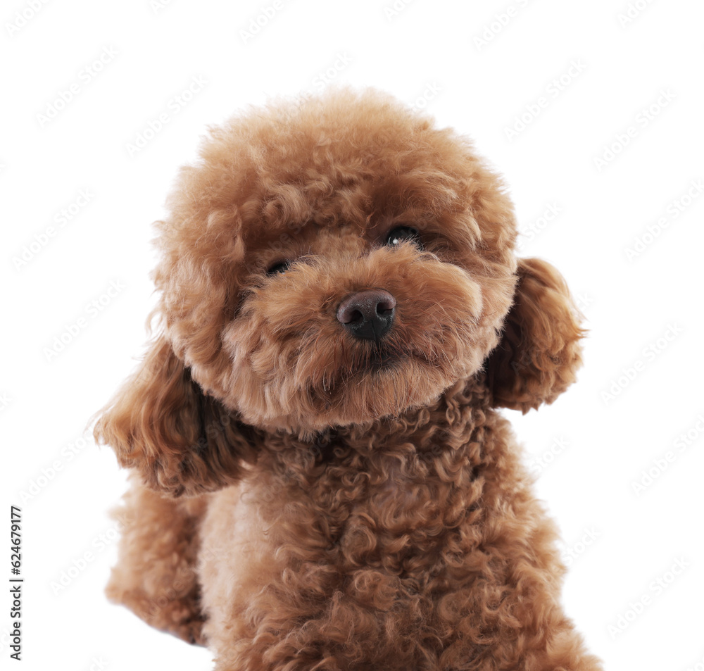 Cute Maltipoo dog on white background. Lovely pet Cute Maltipoo dog on white background. Lovely pet