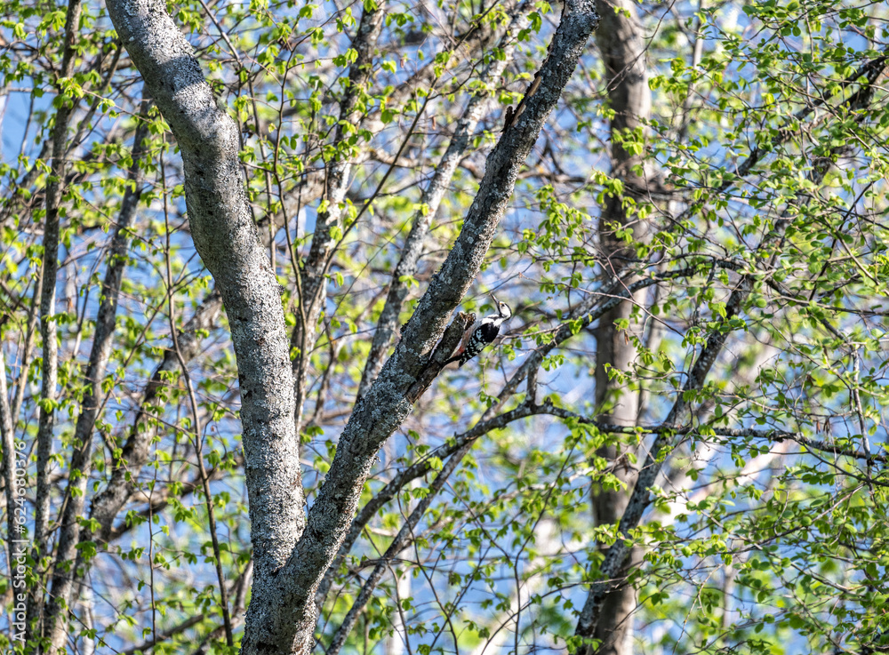 a beautiful bird sits on a branch and sings close-up on a sunny summer day a beautiful bird sits on a branch and sings close-up on a sunny summer day