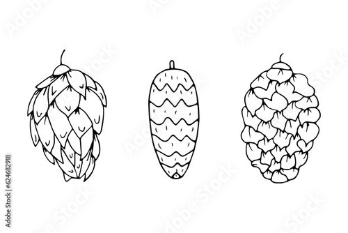 Set of spruce and pine cones in hand drawn style on an isolated white background.