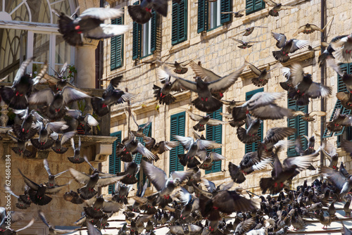 a flock of pigeons on the street of the old town of Dubrovnik in Croatia, medieval European architecture