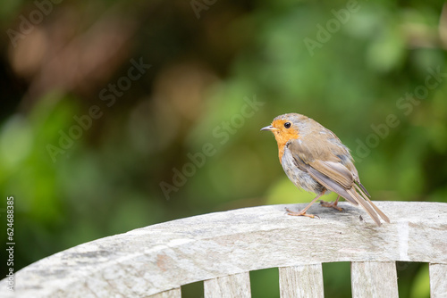 Photography European Robin (Erithacus rubecula) perched on  the back of a wooden garden seat