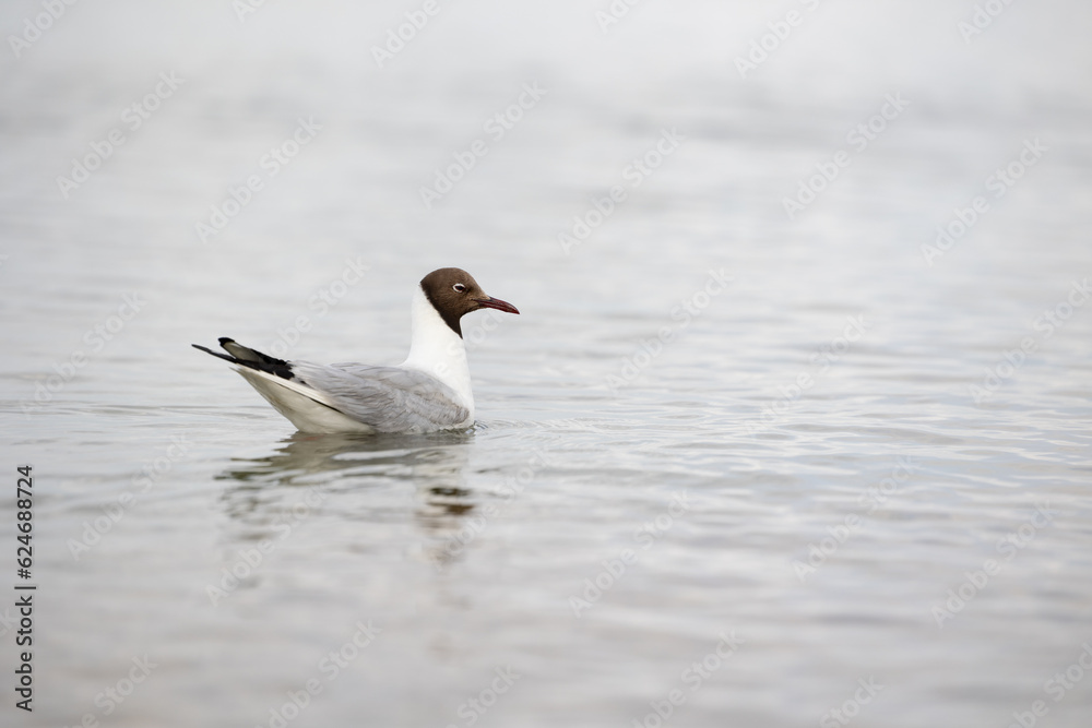 Fototapeta premium Black-headed gull (Chroicocephalus ridibundus) floats on the sea. Isle of Wight, UK in July