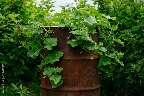 Cucumbers in the country grown in an old metal barrel