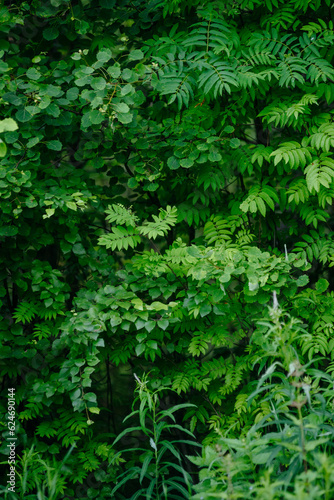 Deciduous forest in the middle of summer close-up