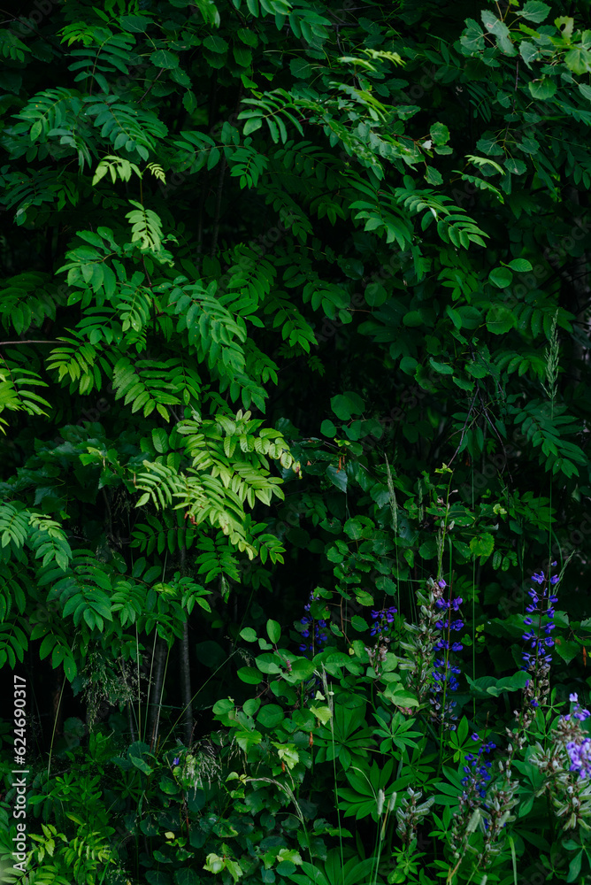 Deciduous forest in the middle of summer close-up Deciduous forest in the middle of summer close-up