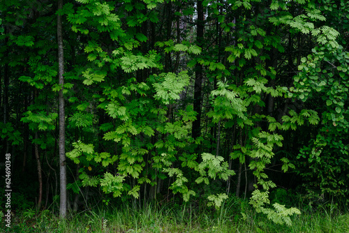 Deciduous forest in the middle of summer close-up