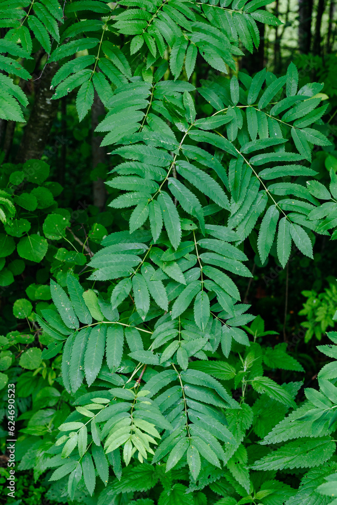 Deciduous forest in the middle of summer close-up Deciduous forest in the middle of summer close-up