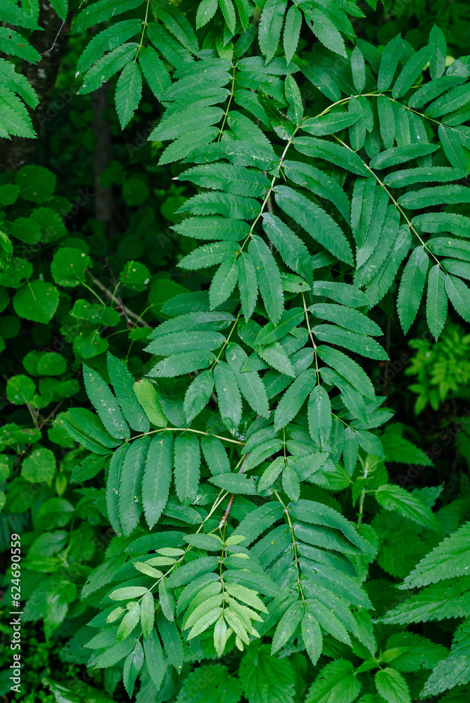 Deciduous forest in the middle of summer close-up