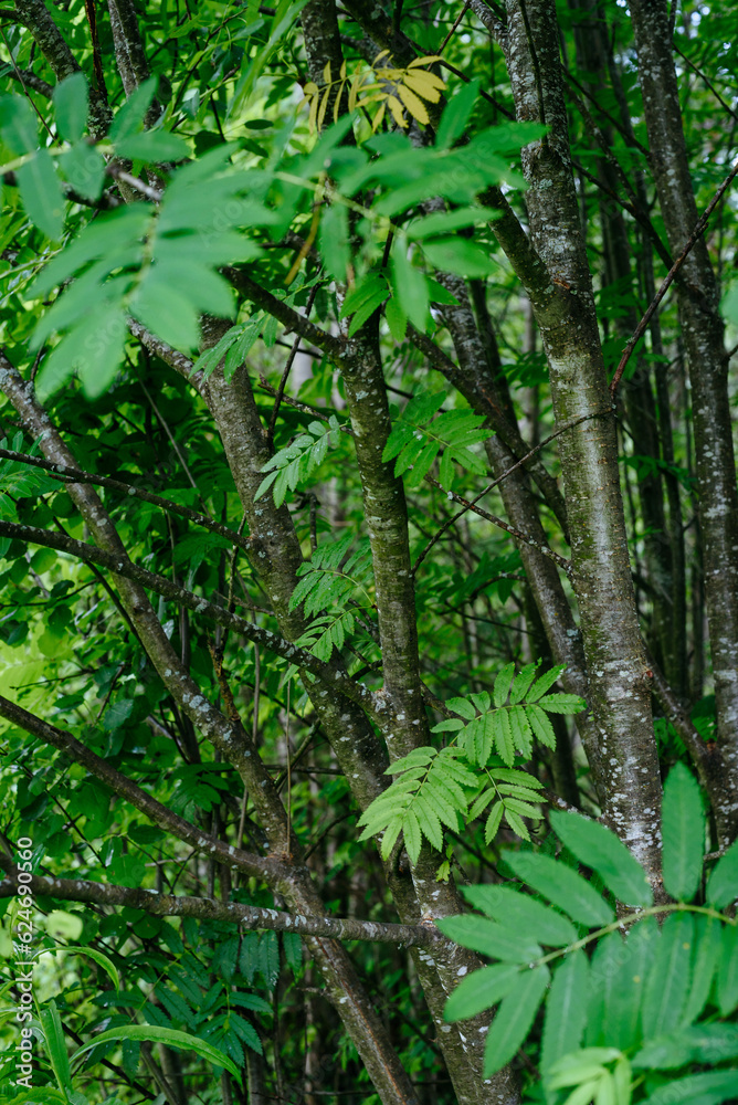 Fototapeta premium Deciduous forest in the middle of summer close-up