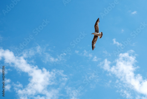 Flying high - European herring gull