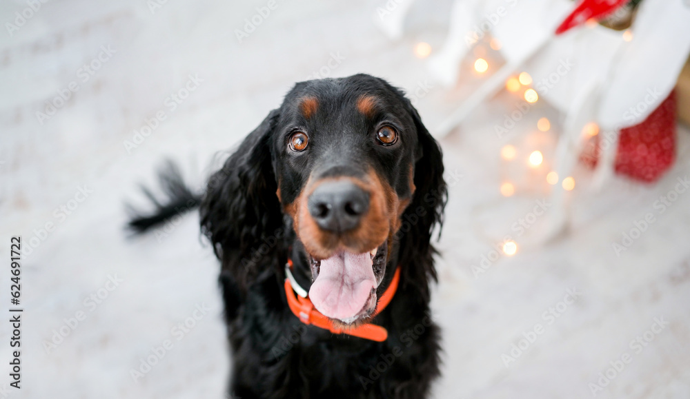 Cute setter dog in Christmas time sitting on floor with festive Xmas lights on background and looking at camera. Doggy pet in New Year holidays at home