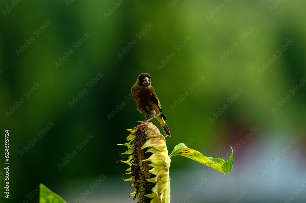 Fototapeta premium Grey-capped greenfinch of Sunflower Geography in Changsha Botanical Garden Grey-capped greenfinch, also known as the yellow waist starling, is a small bird, belonging to the Passerine Starling family.