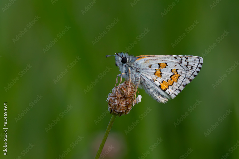 butterfly in yellow colors on dry weed, Yellow-banded Skipper, Pyrgus sidae butterfly in yellow colors on dry weed, Yellow-banded Skipper, Pyrgus sidae