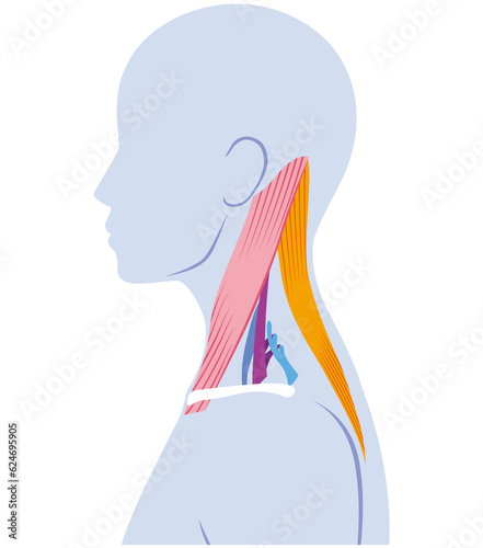 首の筋肉の構造 photo