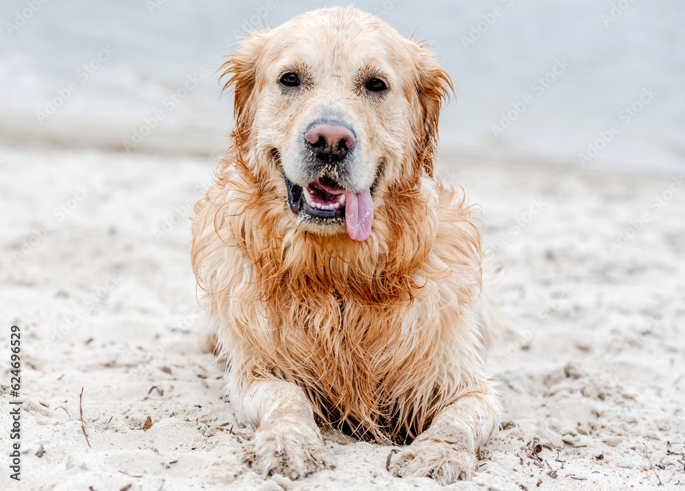 Beautiful portrait of dog golden retriever breed with wet fur after swimming Beautiful portrait of dog golden retriever breed with wet fur after swimming