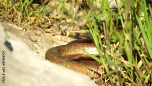 two big snakes in the grass, coiling and biting in a fight. Pseudopus apodus reptilian combat. photo