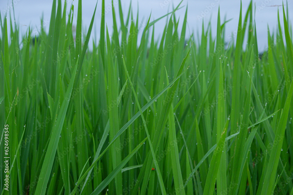 green rice plant with water drops green rice plant with water drops