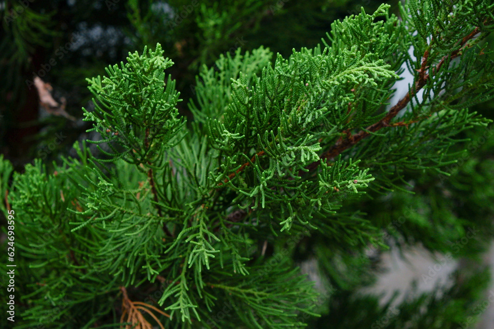 green vibrant leaves of an evergreen tree