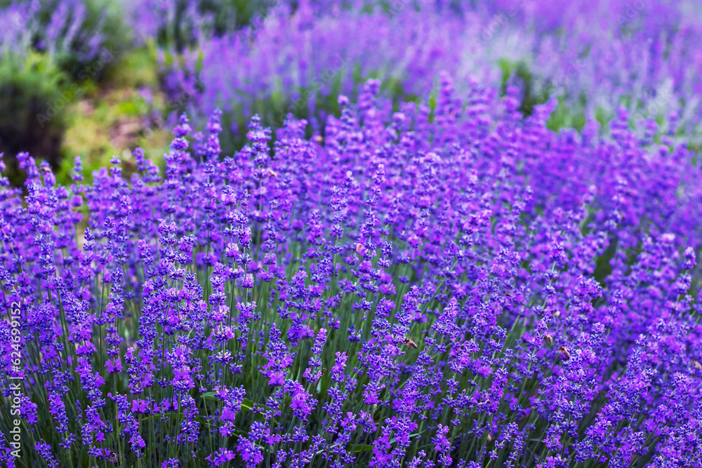 Obraz premium Flowers in the lavender fields in the Provence mountains.