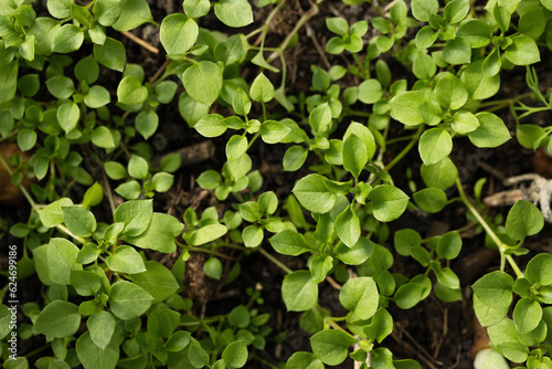 Close up view of young green plant in a garden.