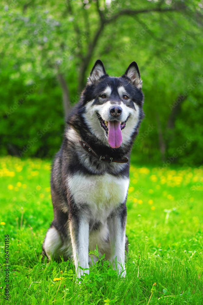Adult Alaskan malamute sitting on the grass in park, outdoor shot