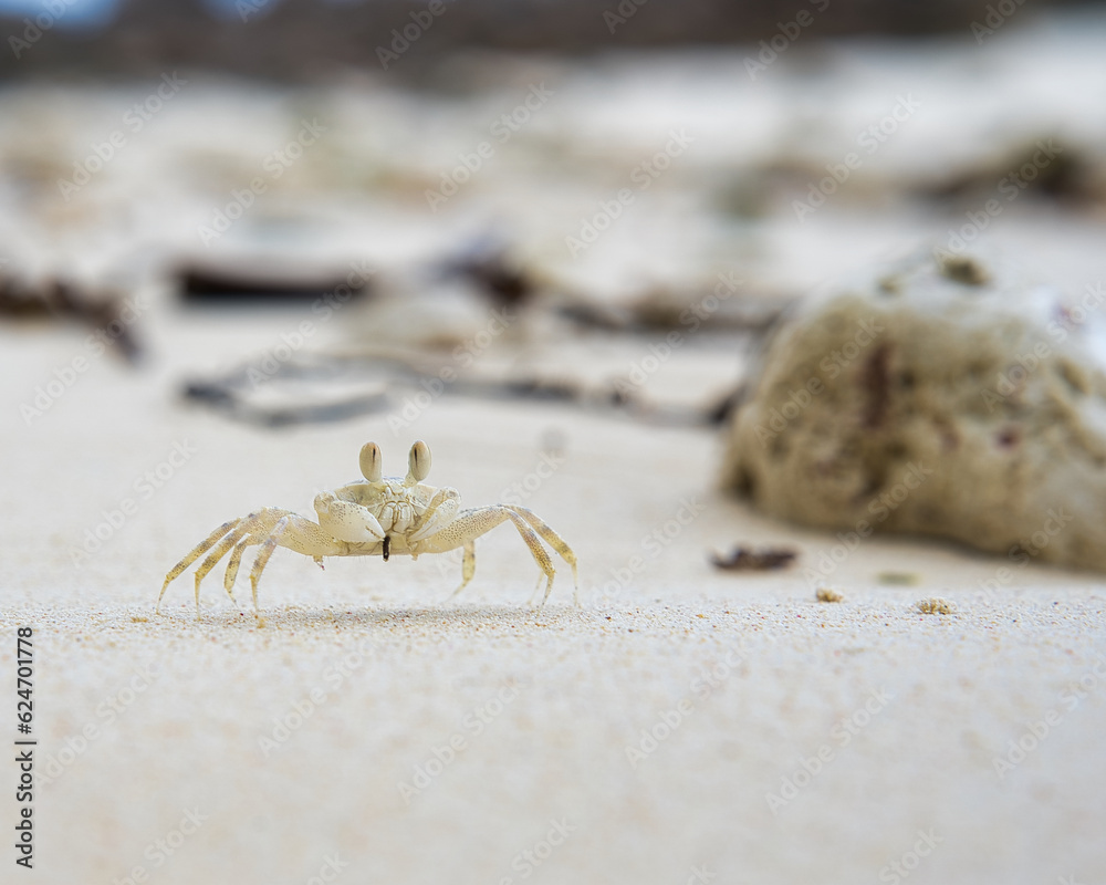 Ghost crab running on the sandy white beach on Mahe island Seychelles Ghost crab running on the sandy white beach on Mahe island Seychelles