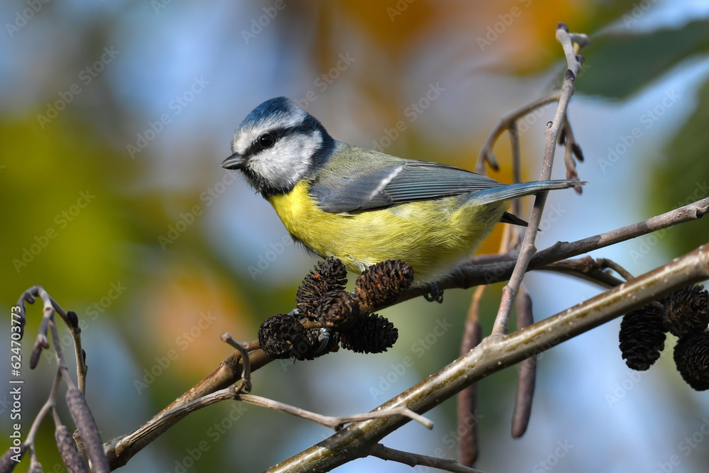 Obraz premium Eurasian blue tit // Blaumeise (Cyanistes caeruleus)