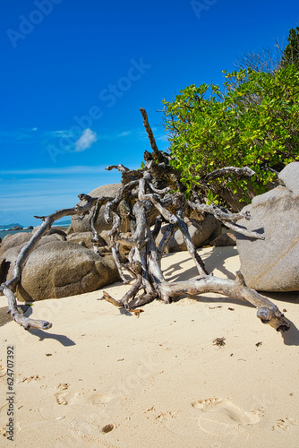 Rock boulders and rotten branch near the beach white sany beach and blue sky  Mahe Seychelles